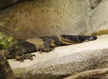 Varan bigarré - Varanus varius (ZooParc de Beauval, mai 2025)