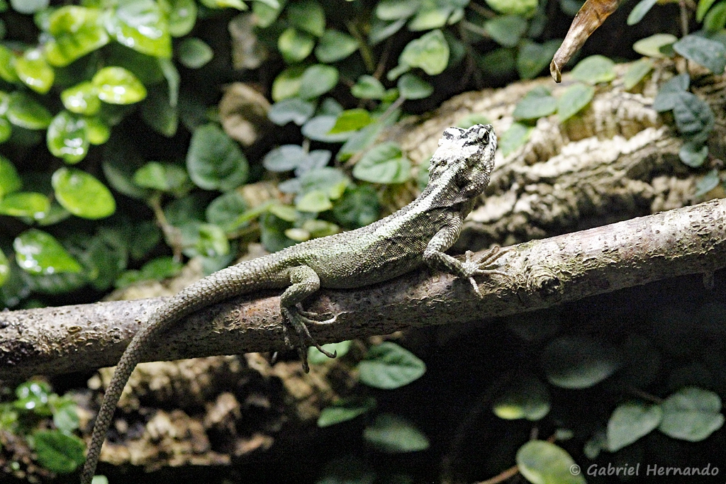 Japalura splendida (ZooParc de Beauval, mai 2025)