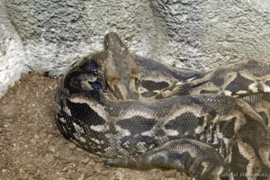 Boa de Madagascar - Acrantophis madagascariensis (ZooParc de Beauval, mai 2025)