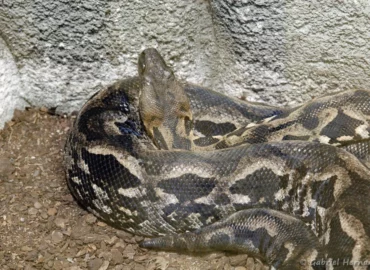 Boa de Madagascar - Acrantophis madagascariensis (ZooParc de Beauval, mai 2025)