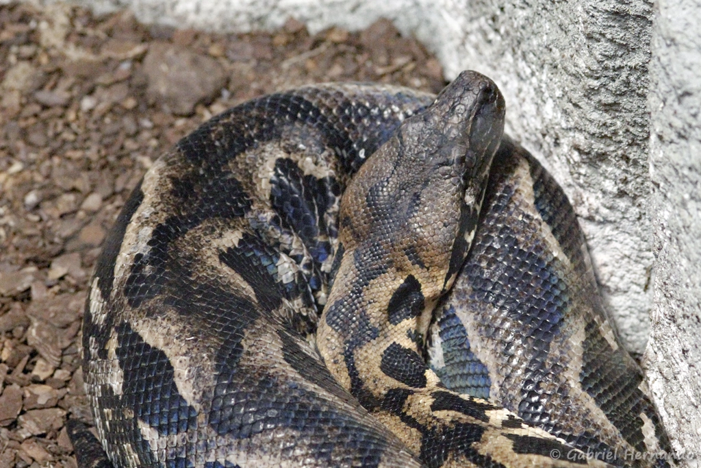 Boa de Madagascar - Acrantophis madagascariensis (ZooParc de Beauval, mai 2025)