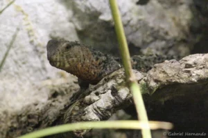 Lézard crocodile de Chine - Shinisaurus crocodilurus (ZooParc de Beauval, mai 2025)
