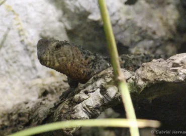 Lézard crocodile de Chine - Shinisaurus crocodilurus (ZooParc de Beauval, mai 2025)