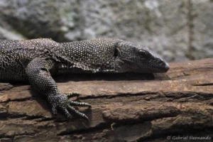 Varan du Pacifique - Varanus indicus (ZooParc de Beauval, mai 2025)