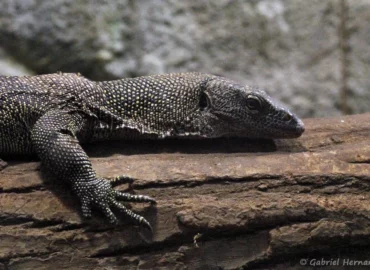 Varan du Pacifique - Varanus indicus (ZooParc de Beauval, mai 2025)
