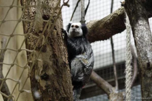 Ouistiti de Geoffroy - Callithrix geoffroyi (ZooParc de Beauval, mai 2025)