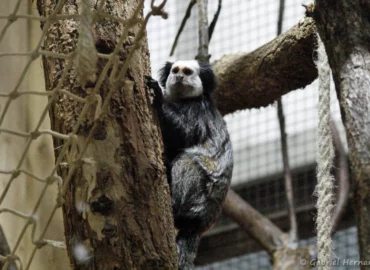 Ouistiti de Geoffroy - Callithrix geoffroyi (ZooParc de Beauval, mai 2025)