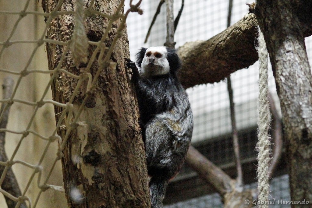 Ouistiti de Geoffroy - Callithrix geoffroyi (ZooParc de Beauval, mai 2025)