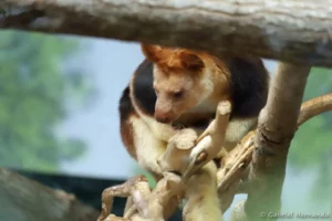 Dendrolague de Goodfellow - Dendrolagus goodfellowi (ZooParc de Beauval, mai 2025)