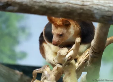 Dendrolague de Goodfellow - Dendrolagus goodfellowi (ZooParc de Beauval, mai 2025)
