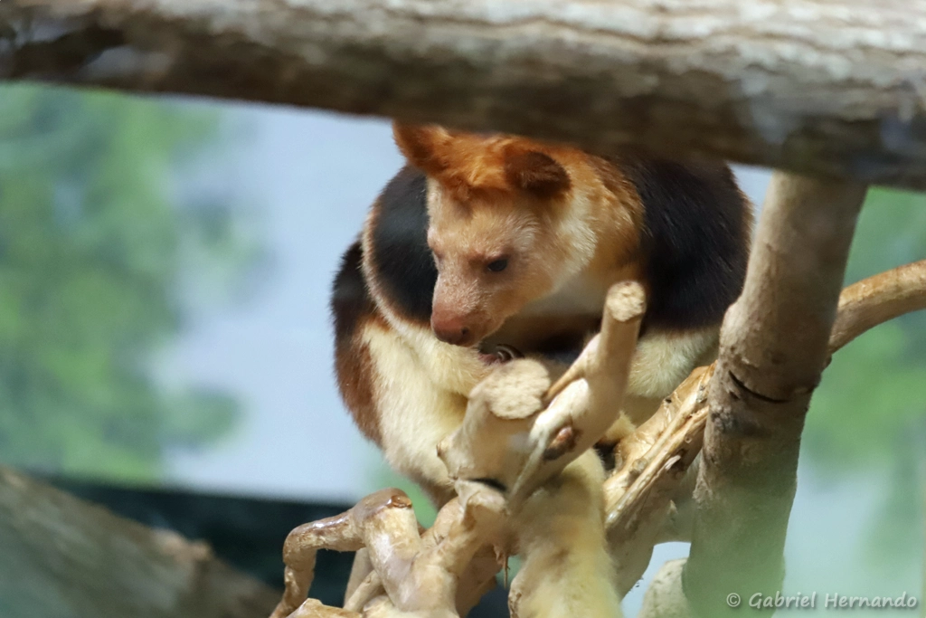Dendrolague de Goodfellow - Dendrolagus goodfellowi (ZooParc de Beauval, mai 2025)