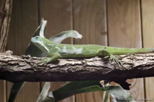 Brachylophus bulabula (ZooParc de Beauval, mai 2025)