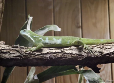 Brachylophus bulabula (ZooParc de Beauval, mai 2025)