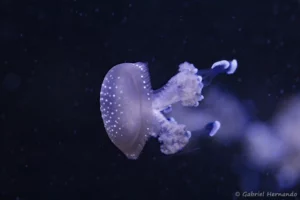 Méduse à pois blancs - Phyllorhiza punctata (ZooParc de Beauval, mai 2025)