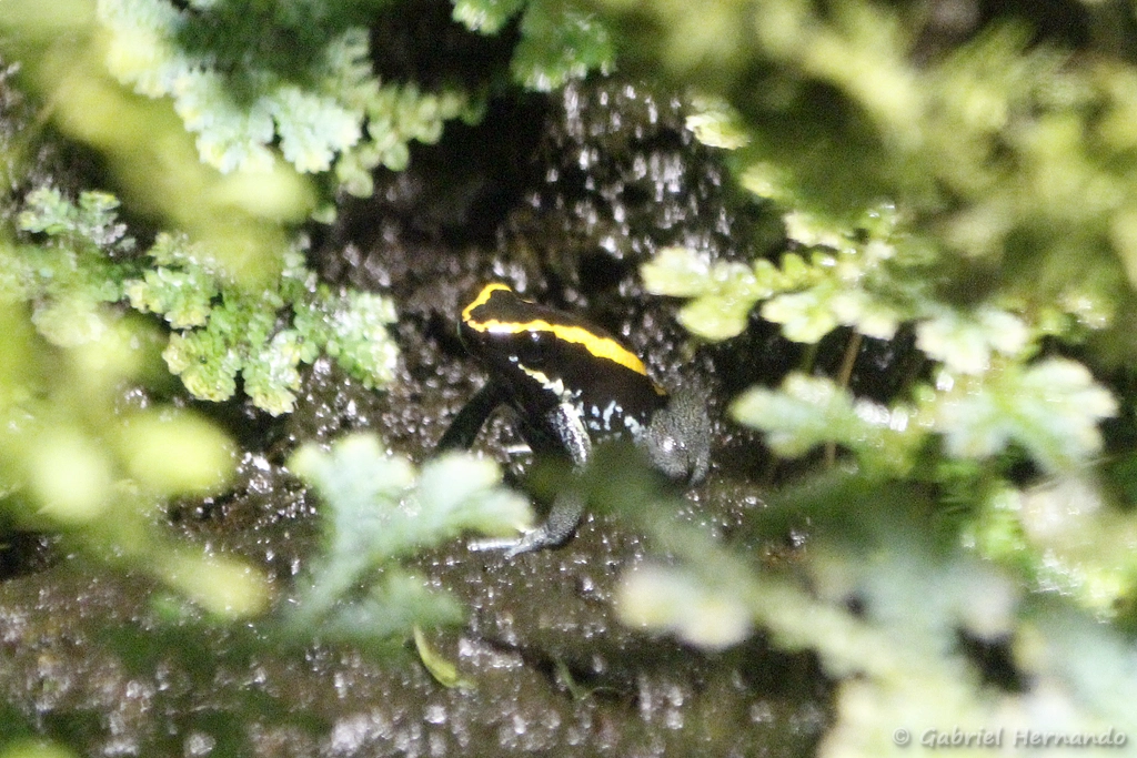Phyllobates vittatus - Phyllobate à bande (ZooParc de Beauval, mai 2025)