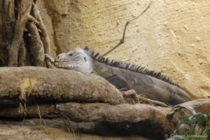 Iguane des Petites Antilles - Iguana delicatissima (ZooParc de Beauval, mai 2025)