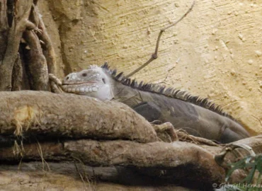 Iguane des Petites Antilles - Iguana delicatissima (ZooParc de Beauval, mai 2025)