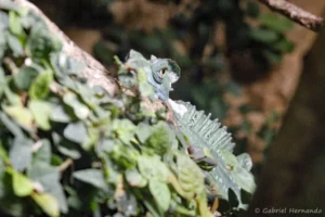Basilic vert - Basiliscus plumifrons (ZooParc de Beauval, mai 2025)