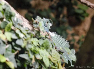 Basilic vert - Basiliscus plumifrons (ZooParc de Beauval, mai 2025)
