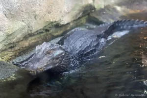 Caïman nain de Cuvier - Paleosuchus palpebrosus (ZooParc de Beauval, mai 2025)