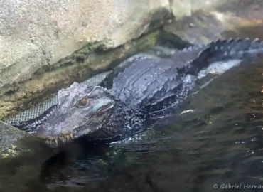 Caïman nain de Cuvier - Paleosuchus palpebrosus (ZooParc de Beauval, mai 2025)