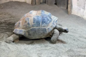 Tortue géante d'Aldabra - Aldabrachelys gigantea gigantea (ZooParc de Beauval, mai 2025)