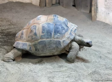 Tortue géante d'Aldabra - Aldabrachelys gigantea gigantea (ZooParc de Beauval, mai 2025)