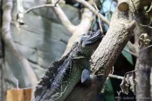 Hydrosaure des Philippines - Hydrosaurus pustulatus (ZooParc de Beauval, mai 2025)