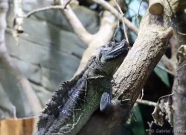 Hydrosaure des Philippines - Hydrosaurus pustulatus (ZooParc de Beauval, mai 2025)