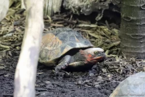 Tortue-boîte de Bourret - Cuora bourreti (ZooParc de Beauval, mai 2025)