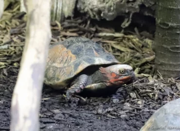 Tortue-boîte de Bourret - Cuora bourreti (ZooParc de Beauval, mai 2025)
