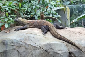 Dragon de Komodo - Varanus komodoensis (ZooParc de Beauval, mai 2025)