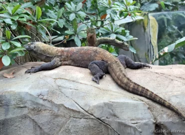 Dragon de Komodo - Varanus komodoensis (ZooParc de Beauval, mai 2025)