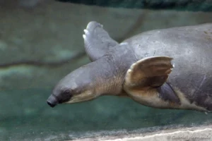 Tortue à nez de cochon - Carettochelys insculpta (ZooParc de Beauval, mai 2025)