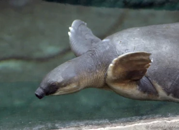 Tortue à nez de cochon - Carettochelys insculpta (ZooParc de Beauval, mai 2025)