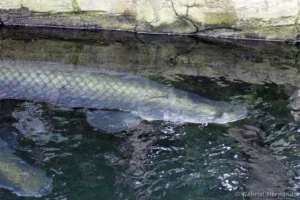Arapaima gigas, avec les Lamantin des Caraïbes (ZooParc de Beauval, mai 2025)