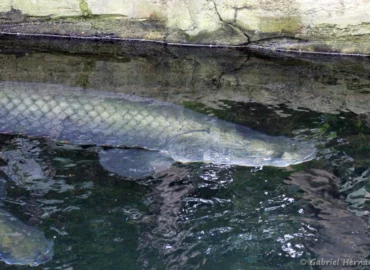 Arapaima gigas, avec les Lamantin des Caraïbes (ZooParc de Beauval, mai 2025)