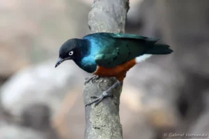 Choucador superbe - Lamprotornis superbus (ZooParc de Beauval, mai 2025)