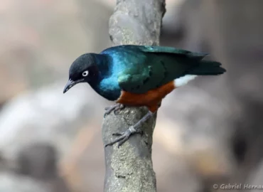 Choucador superbe - Lamprotornis superbus (ZooParc de Beauval, mai 2025)
