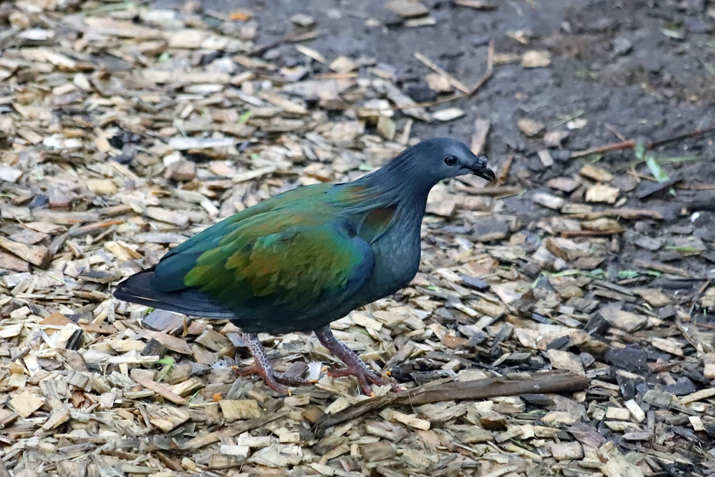 Nicobar à camail - Caloenas nicobarica (ZooParc de Beauval, mai 2025)