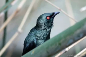 Stourne bronzé - Aplonis panayensis (ZooParc de Beauval, mai 2025)