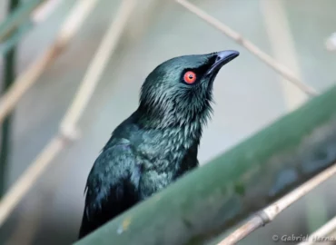 Stourne bronzé - Aplonis panayensis (ZooParc de Beauval, mai 2025)