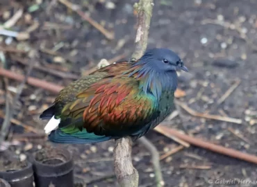 Pigeon de Nicobar - Caloenas nicobarica (ZooParc de Beauval, mai 2025)