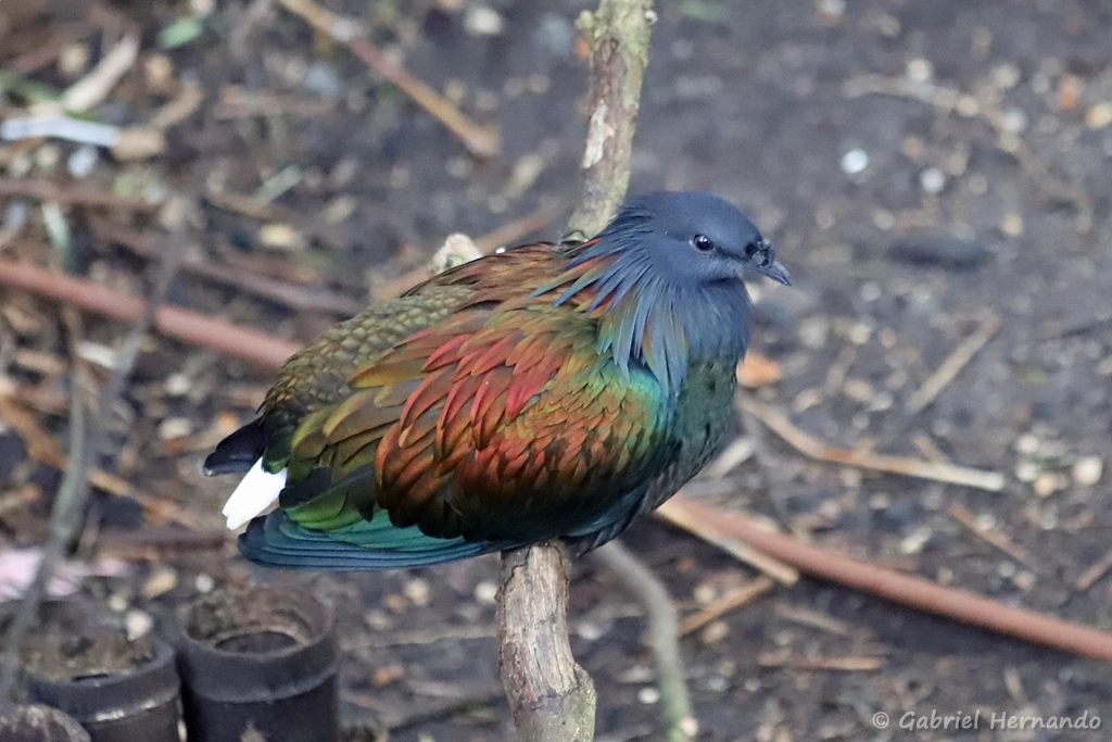 Nicobar à camail - Caloenas nicobarica (ZooParc de Beauval, mai 2025)