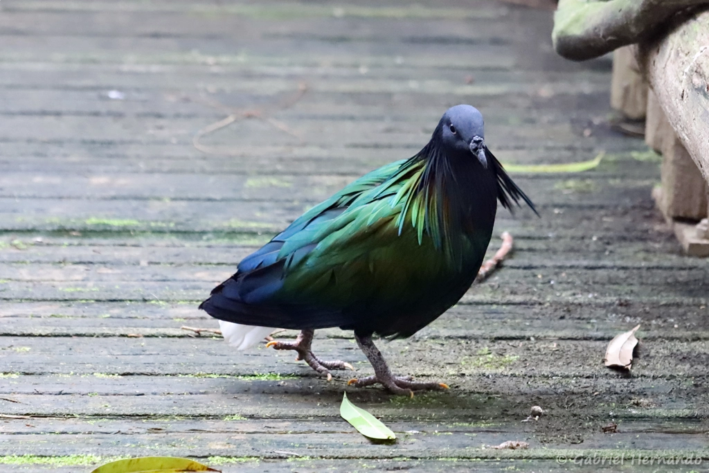 Nicobar à camail - Caloenas nicobarica (ZooParc de Beauval, mai 2025)