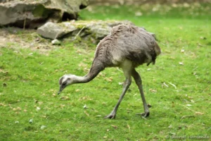 Nandou d'Amérique - Rhea americana (ZooParc de Beauval, mai 2025)