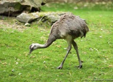 Nandou d'Amérique - Rhea americana (ZooParc de Beauval, mai 2025)