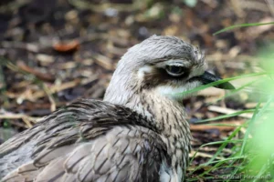 Œdicnème bridé - Burhinus grallarius (ZooParc de Beauval, mai 2025)