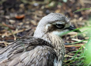 Œdicnème bridé - Burhinus grallarius (ZooParc de Beauval, mai 2025)