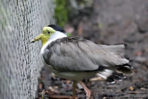 Vanneau soldat - Vanellus miles (ZooParc de Beauval, mai 2025)